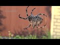 Как паук плетёт паутину... Spider and web...