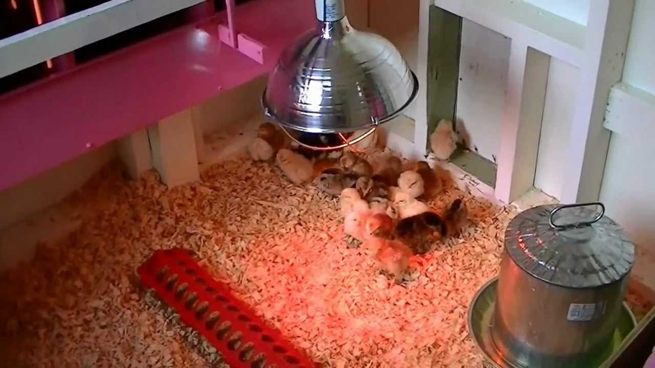 How to raise baby chickens/chicks. Living off the land 