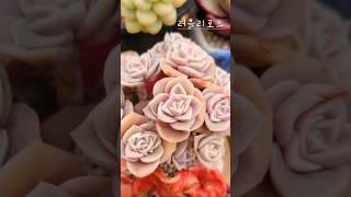 #다육 #식집사 #윤자매 #러블리로즈 #힐링 #취미 #music #허각 #씨야 #ineedyou #shorts #succulent #반려식물 #원예치료 #위로 #식물 #꽃