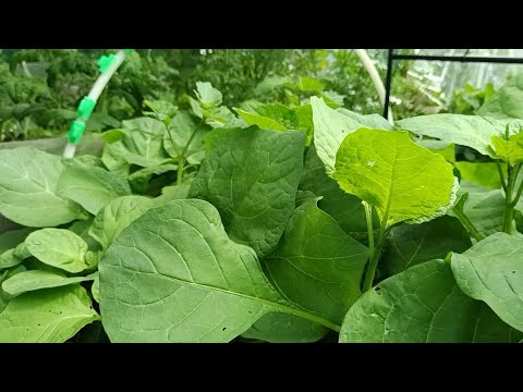 How to Harvest African Nightshade for Continuous Growth 🌿 | Easy Gardening Tip #africannightshade 