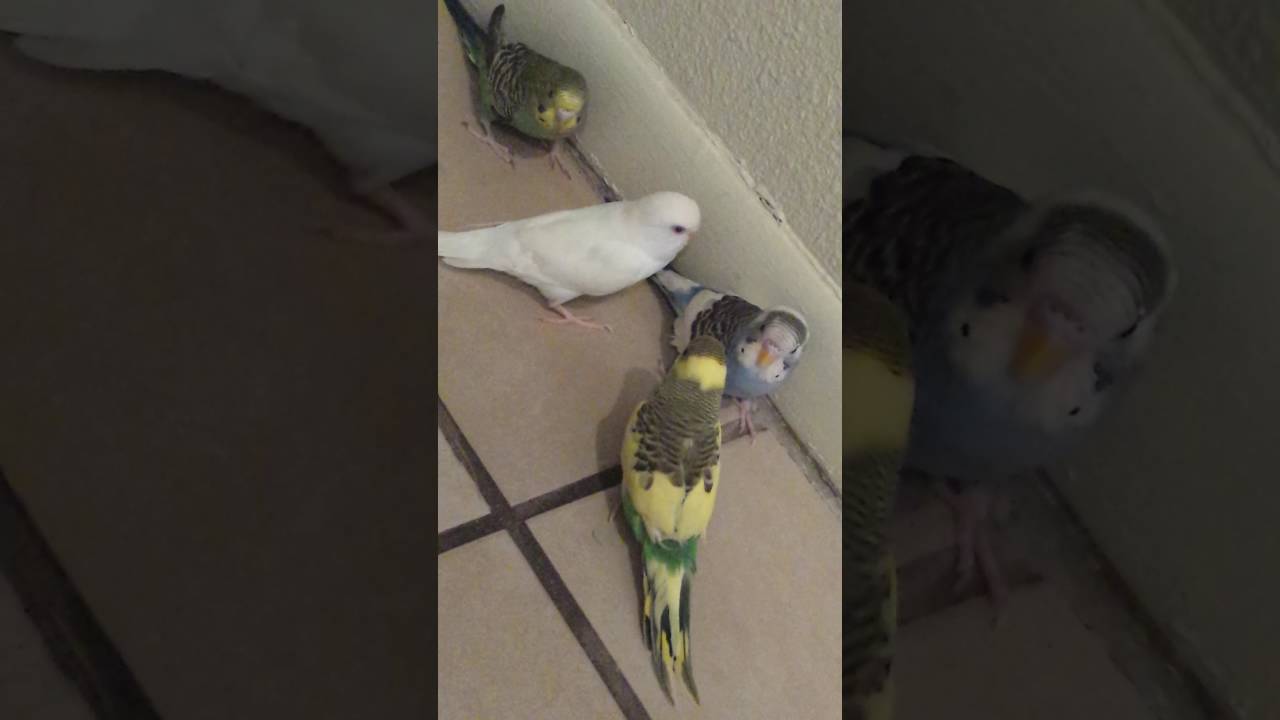 Parakeet party.