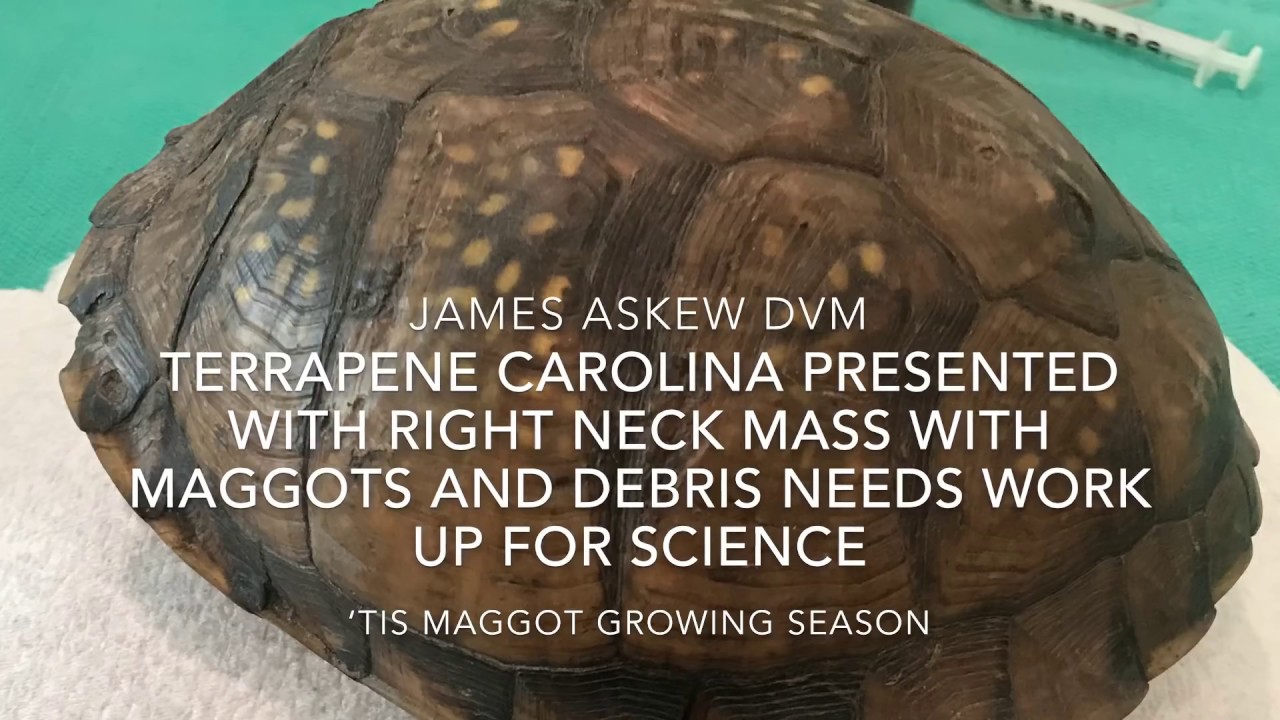 Террапен в Каролине представил массу на шее с личинками и мусором, требующую исследования для нау...