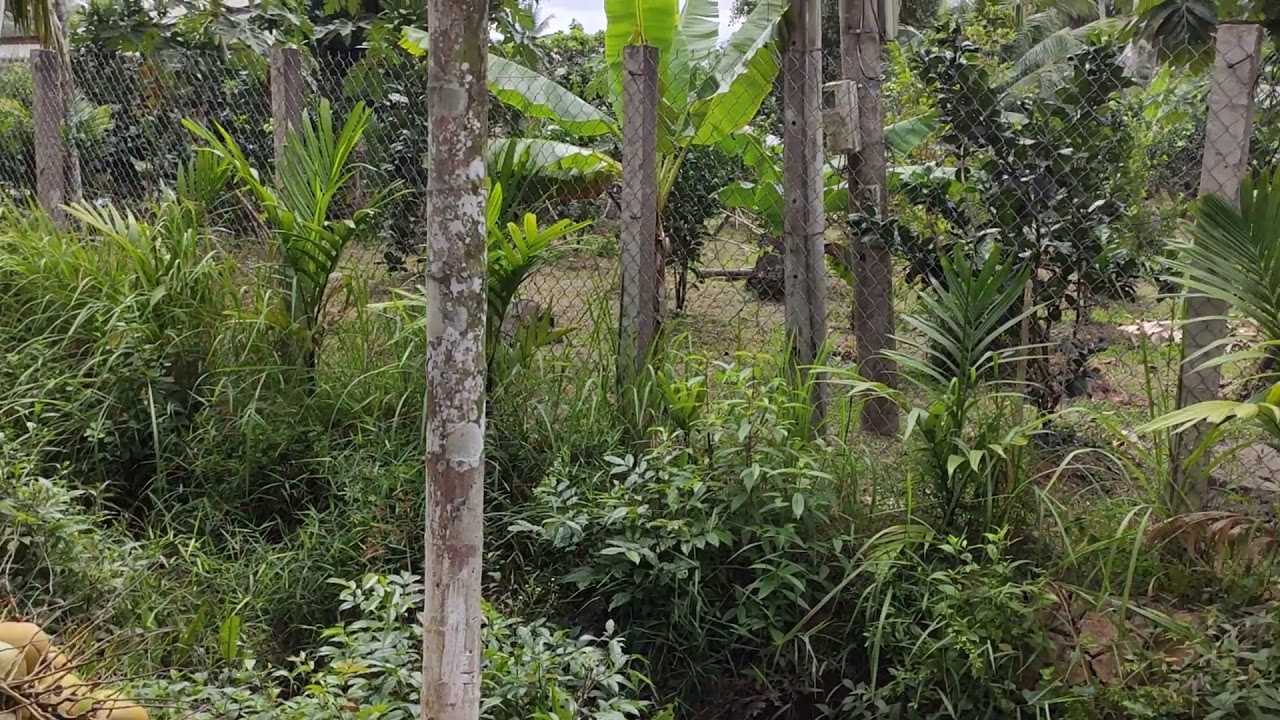 Intensive Landwirtschaft so wie Schrebergärten