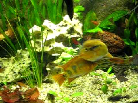 Herotilapia multispinosa