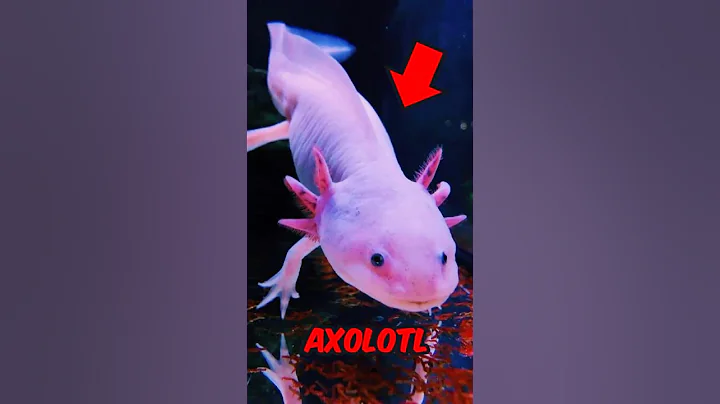 Animals That Are Going EXTINCT In 2025 🦎