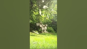 Lynx vangt een kalkoen in de lucht – Onwerkelijke precisie!