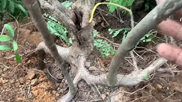 Vào rừng gặp cây Muối mini quái sđt 0793215680