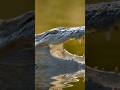 Wildlife sightseeing in Jamaica grab your interest?  Visit the Black River