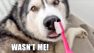 Husky Acts Innocent After Taking My TOOTHBRUSH!