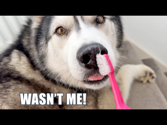 Husky Acts Innocent After Taking My TOOTHBRUSH! class=