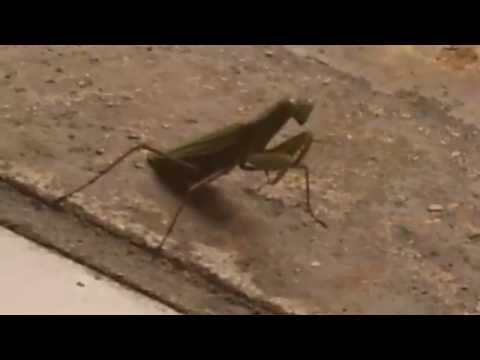 La mante religieuse / Mantis