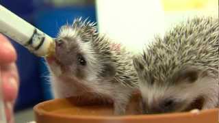 Cutest Baby Hedgehogs Ever  Cincinnati Zoo