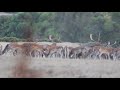 Hunting in Spain - Cadiz province: Fallow deer rutting season