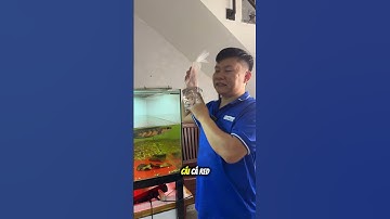 Lóc vảy rồng đỏ vào mùa lũ này hiếm quá anh em  nhé, có gì size bé trải nghiệm lúa mềm ae nha #loc