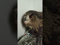 今日のジュニ君🦉