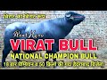 VIRAT BULL || विराट का विराट रूप NATIONAL CHAMPION BULL VIRAT REAL HERO | 18+ CHAMPION 50kg Gada Win