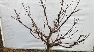 Bích kép hạt siêu đẹp ạ - zalo : 0333.831.886