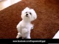 تدريب كلاب (لولو-جريفون) griffon dog training/ Maltese puppy