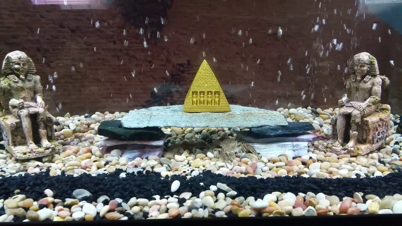 125gal Egyptian decor aquarium YouTube