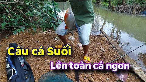 Tuấn Tây Nguyên - Đi câu cá suối lên toàn cá ngon