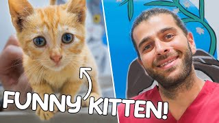 картинка: Самая игривая, весёлая и ласковая кошечка на свете! (Её спасли от смерти на шоссе!)