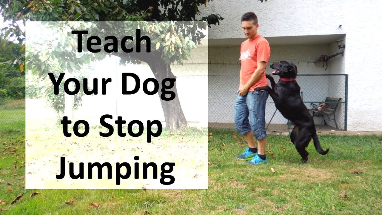 how to keep my standard poodle from jumping up