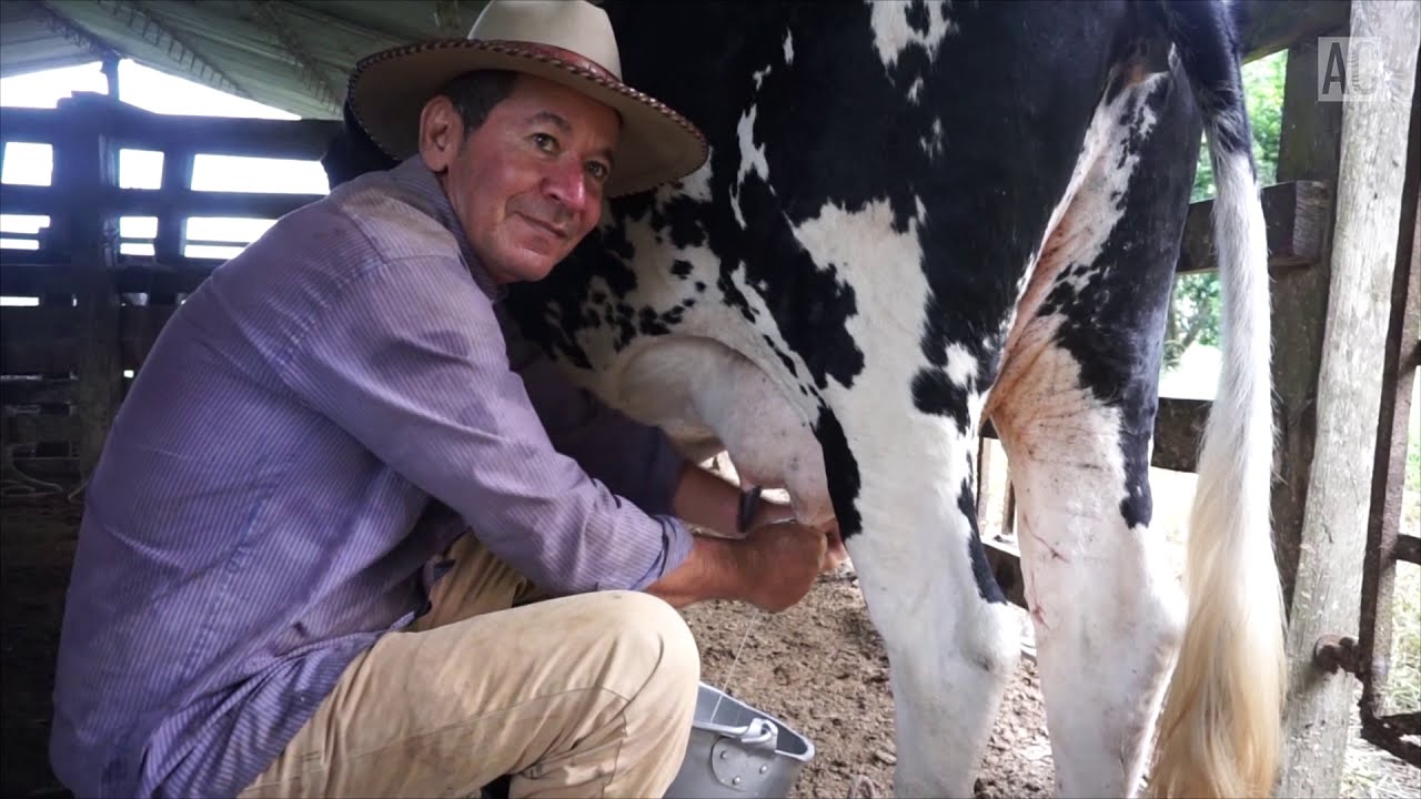 Leche Fresca de Campo - Cómo es ordeñar una vaca en el campo | Aurita ...