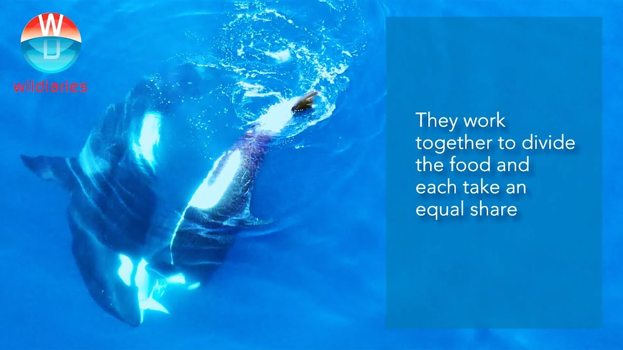 Killer Whales Hunting Pygmy Sperm Whale in Raja Ampat - YouTube