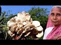 Grandma's Special Mushroom Paturi Recipe | Indian Food Recipe | Village Food