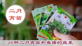 二月份育什么菜苗？20种二月可以播种和育苗的菜 20 vegetables you can grow in February