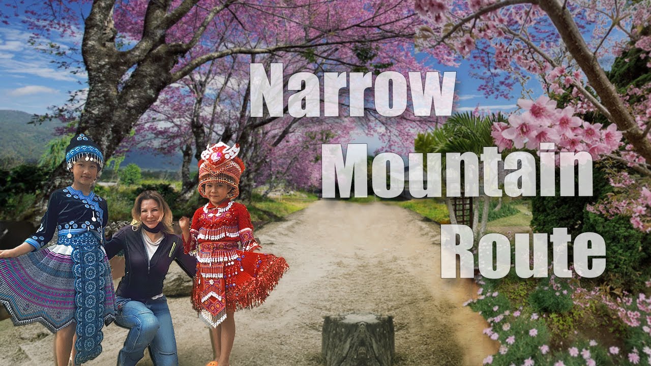 Thailand Travel | Sakura Cherry Blossom - Chiang Mai.🌸🌸