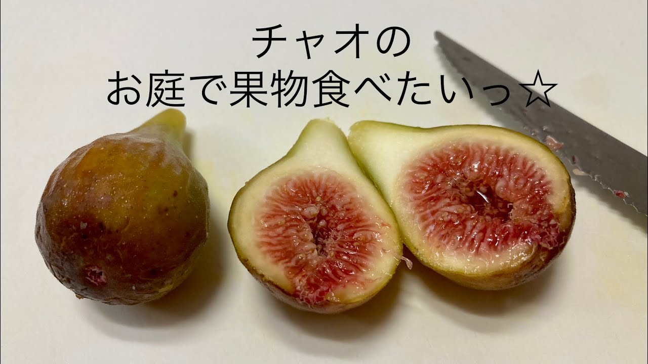 セレスト Celesteの特徴・味・耐寒性・栽培 | 世界のイチジク