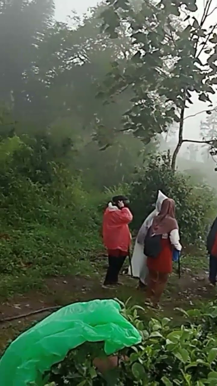 Kebun Teh Gunung Gorowong