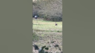 Do Feeders spook deer⁉️🤨#hunting #feeder #arkansas #deerhunt #deerhunting #archery #huntingseason