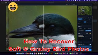 How To Recover Soft and Grainy Bird Photos screenshot 2