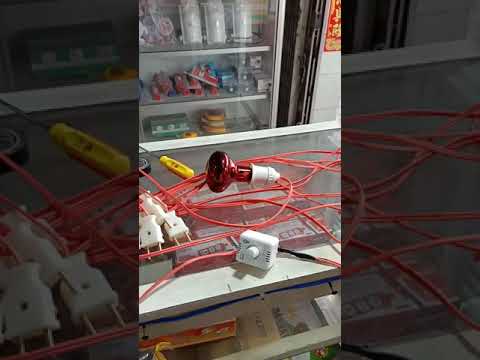Video Bộ bóng đèn úm gà con 130k / bộ , điện thoại :... - youtube