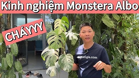 Kinh nghiệm trồng Monstera Albo hạn chế cháy mảng Var