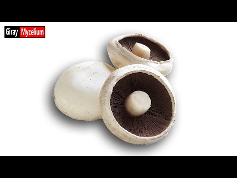 Video: Spore-keräystekniikat – itiöiden kerääminen sienistä