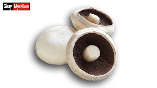 Техника стерильного сбора спор. Может применяться к любому типу пластинчатых грибов.