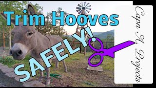 How to Trim Hooves without a Farrier