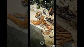 Live tiger animation created using ARLOOPA App screenshot 5