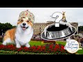 You won't believe what I cooked for the Royal Corgis!