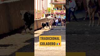 ¡Así se Vivió el Tradicional Coleadero! ??? | Unión de San Antonio, Jalisco #shorts #shortsfeed