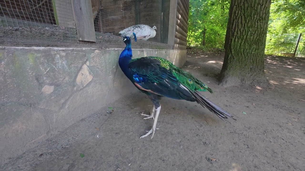 ZOO Nyiregyhaza - (Hungary)