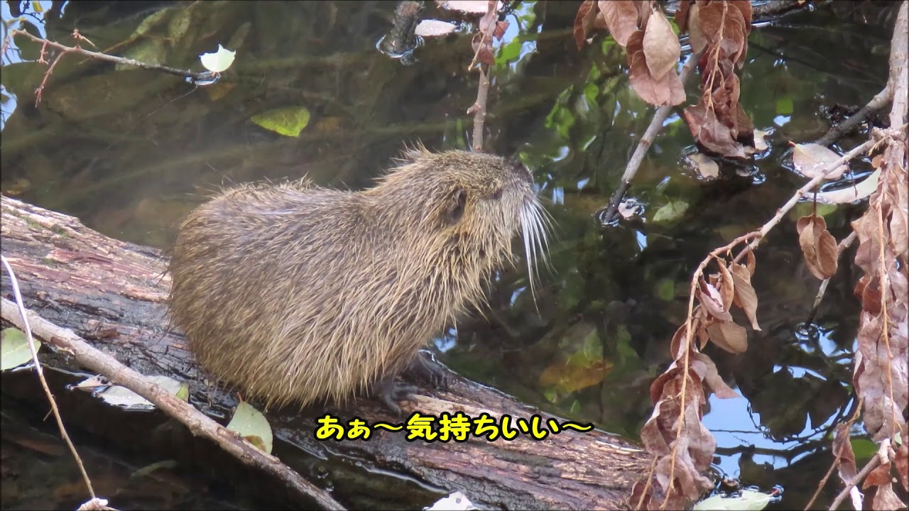 ヌートリアの朝シャン 外来種につき和名無し Myocastor Coypus Coypu Nutria 19 01 18 撮影 Ichiro Kobe の 街 海 山
