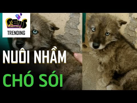 Nuôi nhầm chó sói vì cho rằng đó là giống cún ngoại cực phẩm