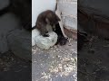 Кошенята. Ми вже виспалися, тепер гратися, гратися...