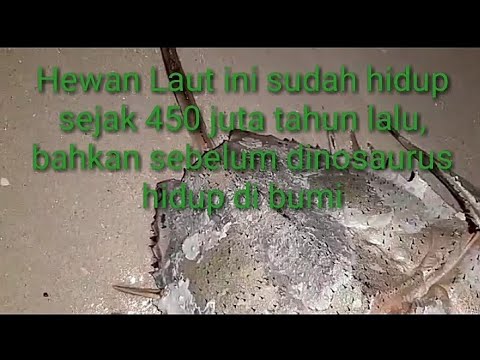 Kejadian Langka  Hewan  Purba  Ada Sejak Jaman Dinosaurus 