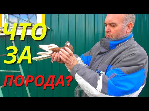 История про голубя -"ЧУЖАКА"