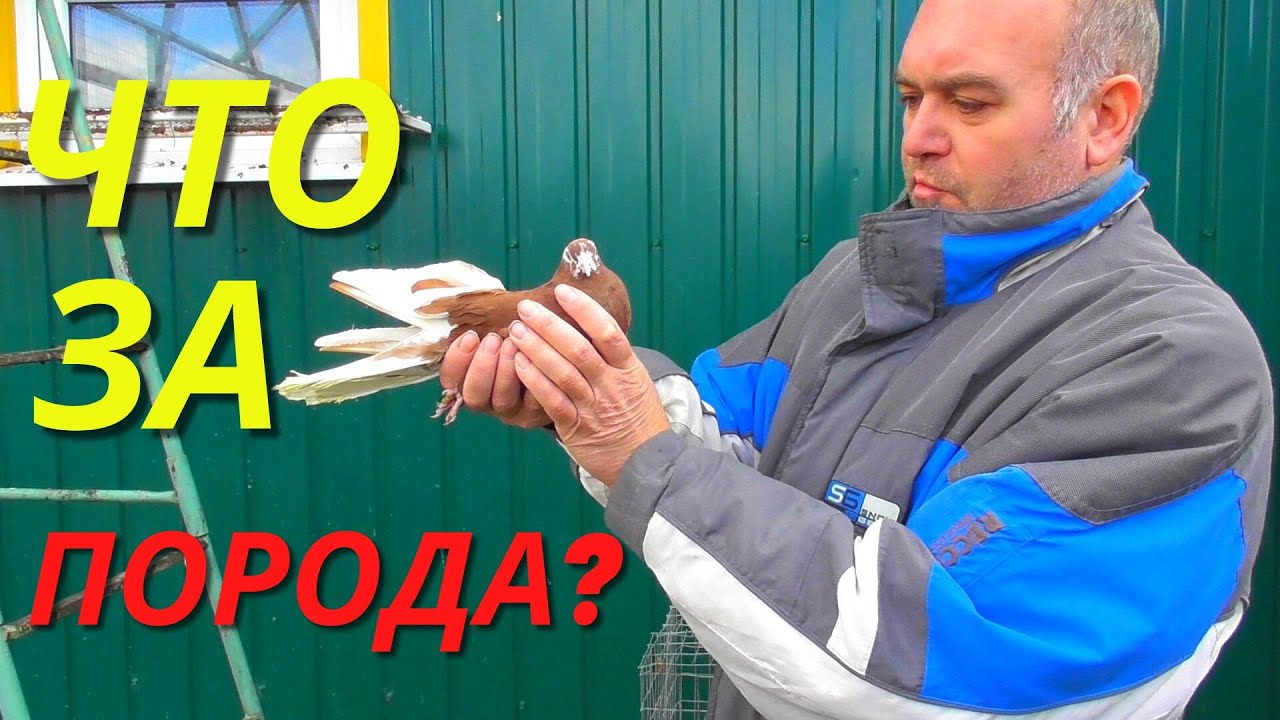 История про голубя -